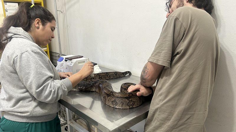 Jiboia Morgana recebe cuidados especiais da equipe do Parque Ecológico