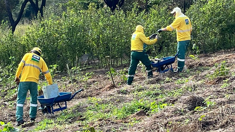 Refloresta Americana ultrapassa 2 mil mudas plantadas