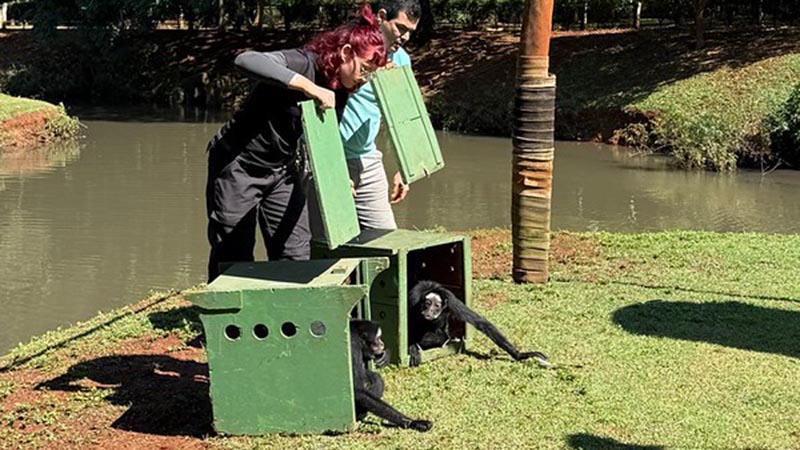 Foto  - Macacos Belo e Michele retornam ao recinto do Parque Ecológico após cuidados médico-veterinários