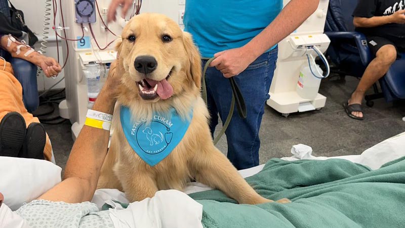  Cães terapeutas levam acolhimento e bem-estar a pacientes e profissionais no HM e na Unacon