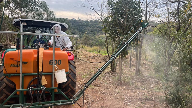 Aplicação de agente biológico para controle do carrapato-estrela avança em Americana