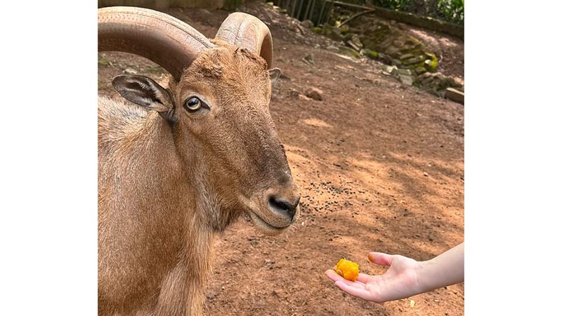 Parque Ecológico realiza 11 atividades de enriquecimento ambiental para 18 espécies de animais