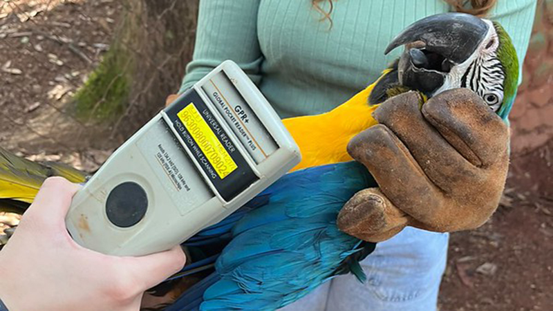 Parque Ecológico conclui manejo sanitário dos psitacídeos com atendimento a 22 araras