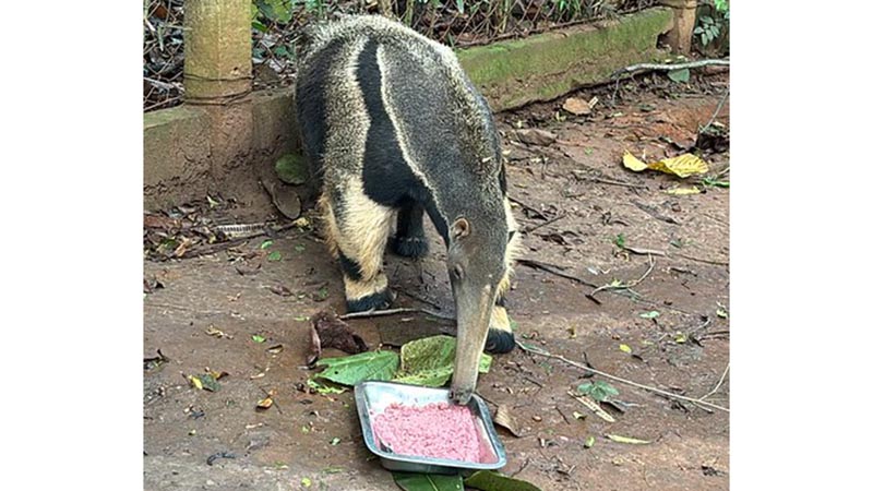 Tamanduás-bandeira, mangusto-listrado e quatis do Zoo Americana recebem tratamento preventivo
