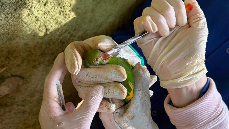 Periquitos recebem vermifugação preventiva no Parque Ecológico