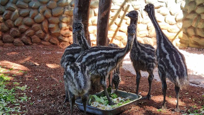 Filhotes de emus são apresentados ao público no Zoo Americana