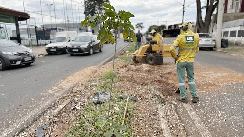 Prefeitura realiza nova etapa de rearborização com ipês brancos na Avenida Armando Salles