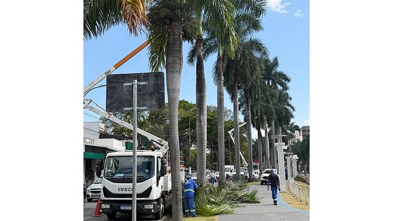 Prefeitura realiza poda das palmeiras-imperiais da Avenida Brasil