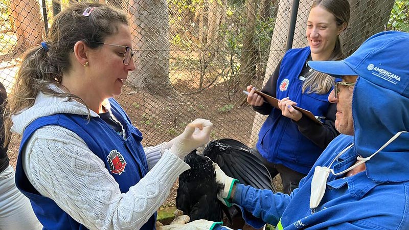  Parque Ecológico realiza manejo sanitário em 16 aves, incluindo espécies ameaçadas de extinção
