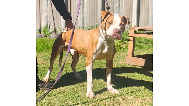 Pit bull passa por reabilitação e está disponível para adoção no CCZ