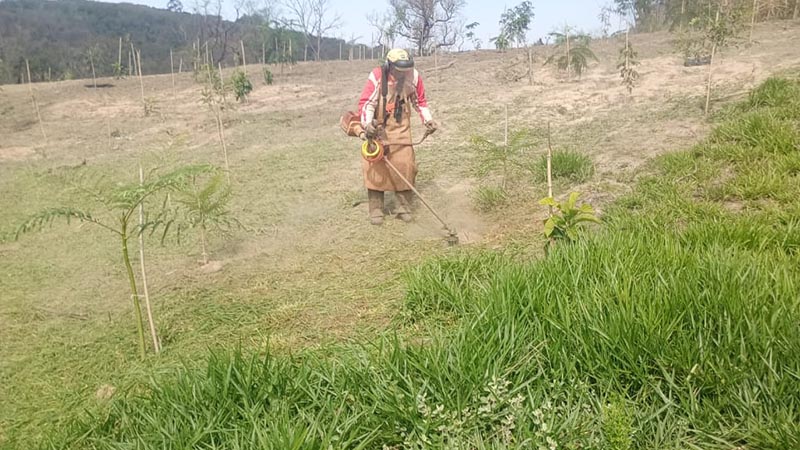 Refloresta Americana ultrapassa marca de 3,4 mil mudas plantadas